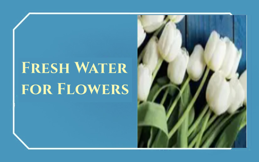 Buy Fresh Water for Flowers by Valérie Perrin With Free Delivery